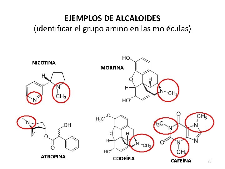 EJEMPLOS DE ALCALOIDES (identificar el grupo amino en las moléculas) NICOTINA ATROPINA MORFINA CODEÍNA