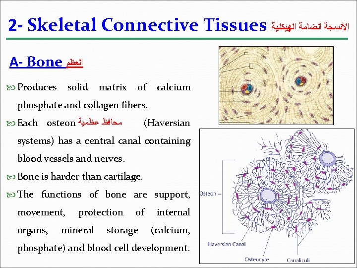 2 - Skeletal Connective Tissues ﺍﻷﻨﺴﺠﺔ ﺍﻟﻀﺎﻣﺔ ﺍﻟﻬﻴﻜﻠﻴﺔ A- Bone ﺍﻟﻌﻈﻢ Produces solid matrix