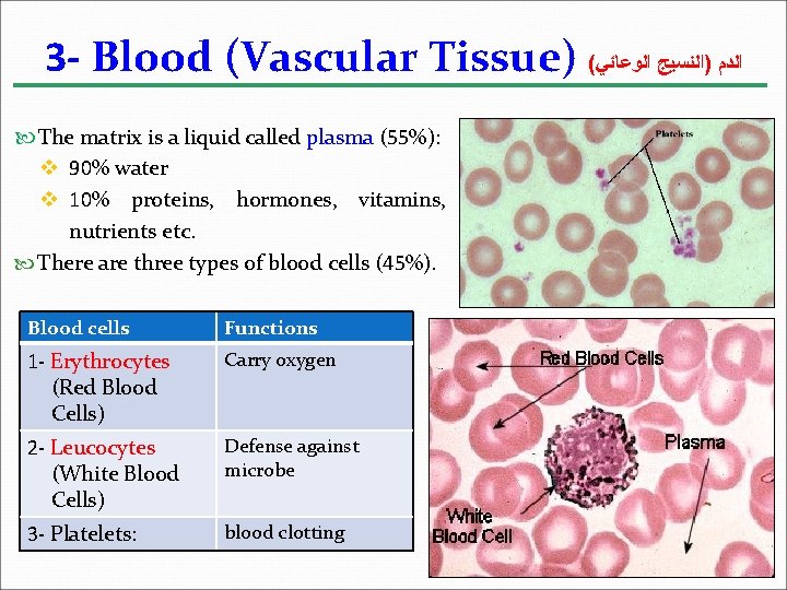 3 - Blood (Vascular Tissue) ( ﺍﻟﺪﻡ )ﺍﻟﻨﺴﻴﺞ ﺍﻟﻮﻋﺎﺋﻲ The matrix is a liquid