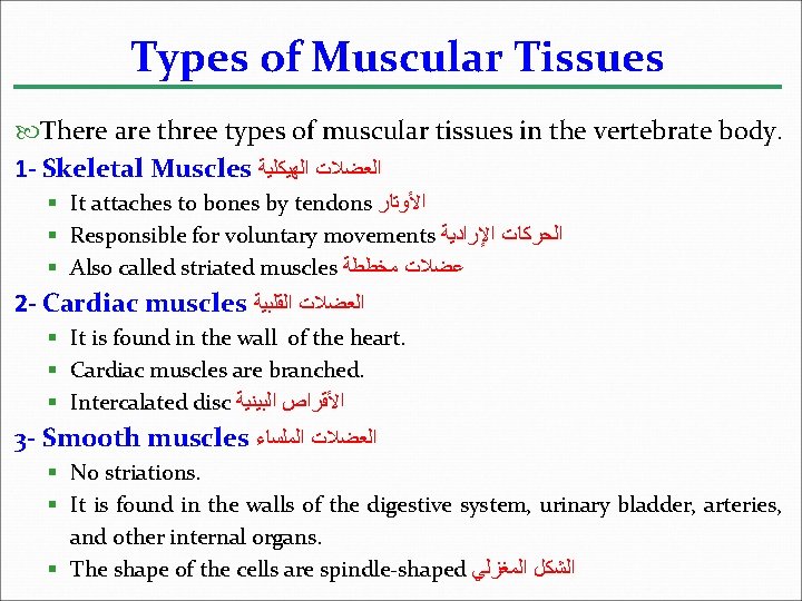 Types of Muscular Tissues There are three types of muscular tissues in the vertebrate