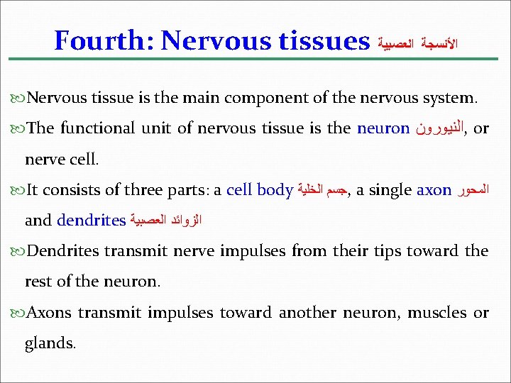 Fourth: Nervous tissues ﺍﻷﻨﺴﺠﺔ ﺍﻟﻌﺼﺒﻴﺔ Nervous tissue is the main component of the nervous