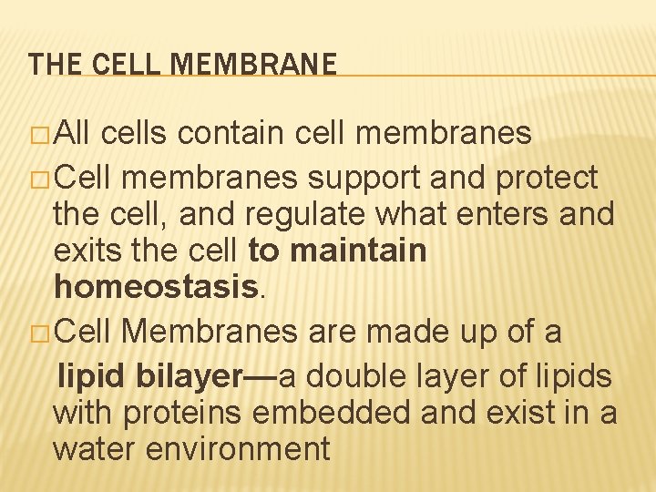 THE CELL MEMBRANE �All cells contain cell membranes �Cell membranes support and protect the