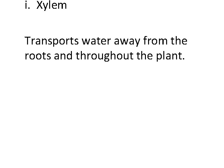 i. Xylem Transports water away from the roots and throughout the plant. 