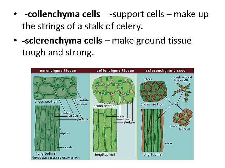  • -collenchyma cells -support cells – make up the strings of a stalk