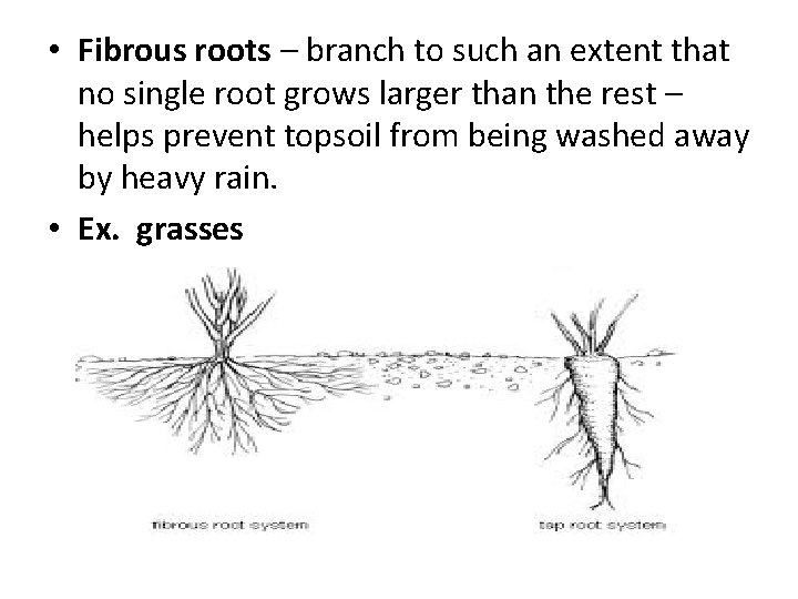  • Fibrous roots – branch to such an extent that no single root