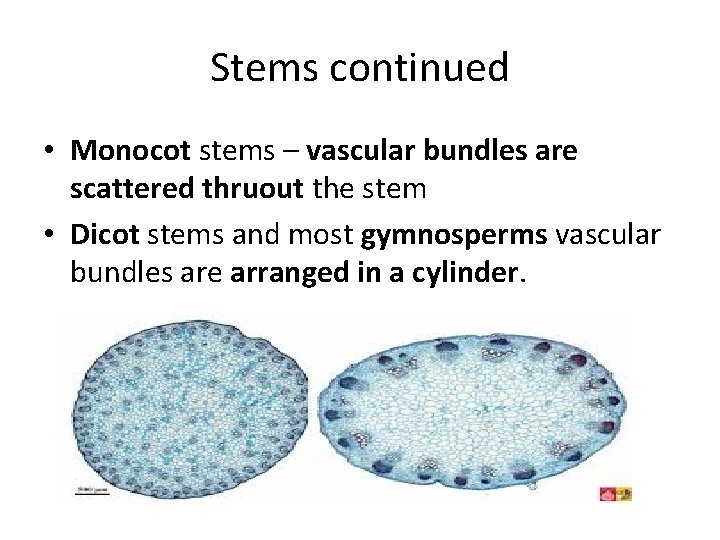 Stems continued • Monocot stems – vascular bundles are scattered thruout the stem •