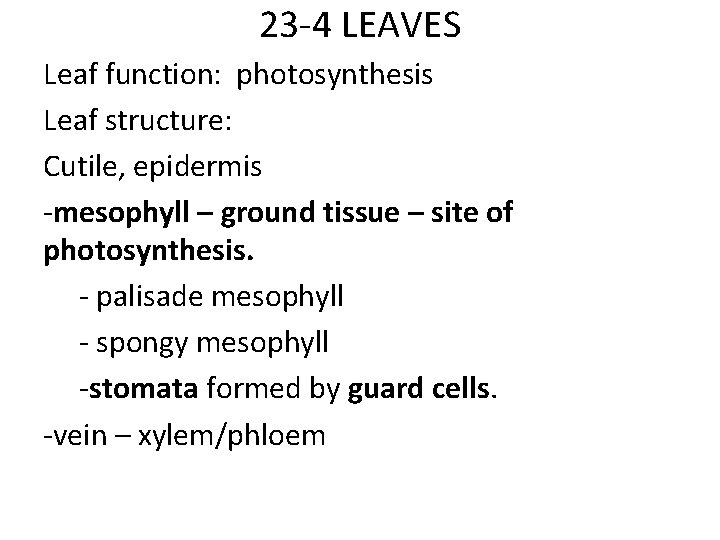 23 -4 LEAVES Leaf function: photosynthesis Leaf structure: Cutile, epidermis -mesophyll – ground tissue