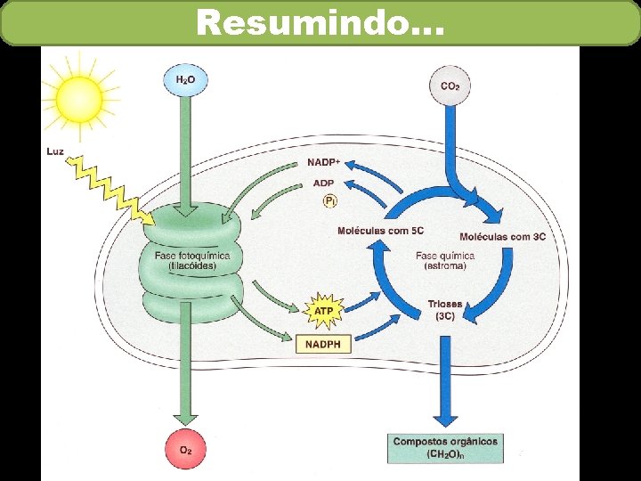 Resumindo… Resumindo…