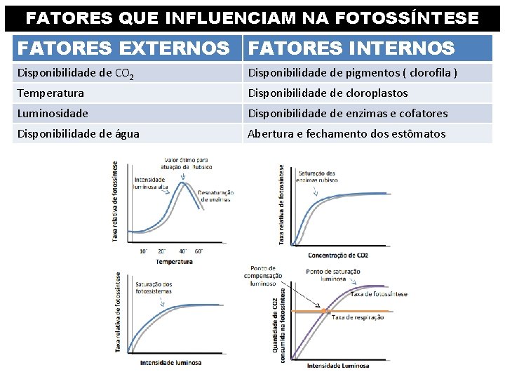 FATORES QUE INFLUENCIAM NA FOTOSSÍNTESE FATORES EXTERNOS FATORES INTERNOS Disponibilidade de CO 2 Disponibilidade FATORES QUE INFLUENCIAM NA FOTOSSÍNTESE FATORES EXTERNOS FATORES INTERNOS Disponibilidade de CO 2 Disponibilidade