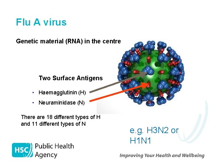 Flu A virus Genetic material (RNA) in the centre Two Surface Antigens Two surface