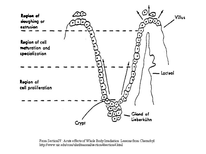 From Section. IV: Acute effects of Whole Body Irradiation Lessons from Chernobyl http: //www.