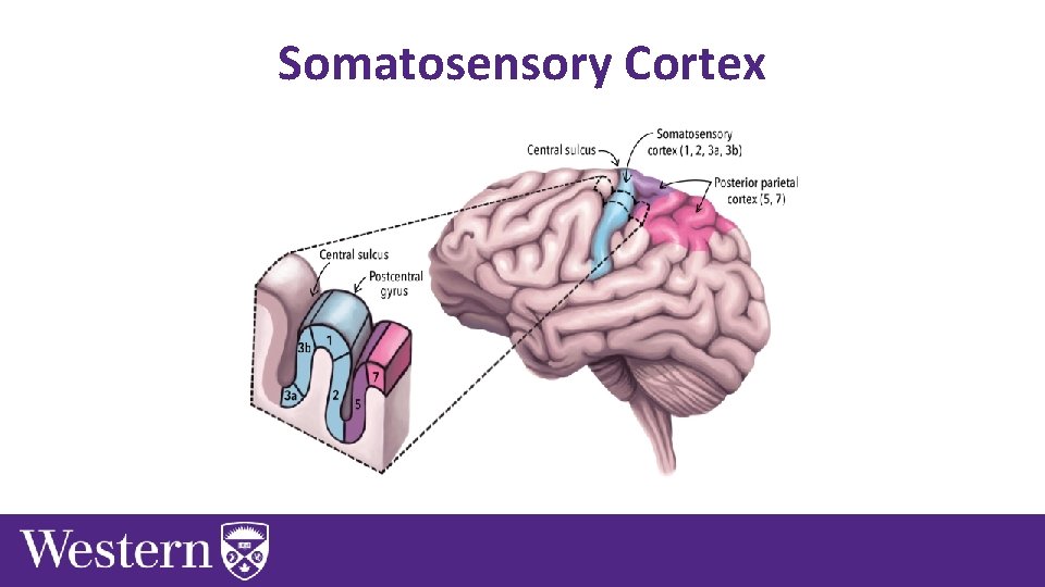 Tutorial 5 Sections 009010 TA Greydon Gilmore Physiology