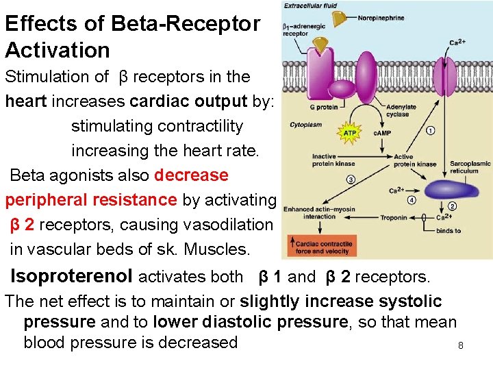 Effects of Beta-Receptor Activation Stimulation of β receptors in the heart increases cardiac output