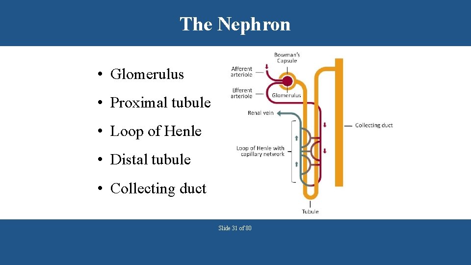 The Nephron • Glomerulus • Proximal tubule • Loop of Henle • Distal tubule