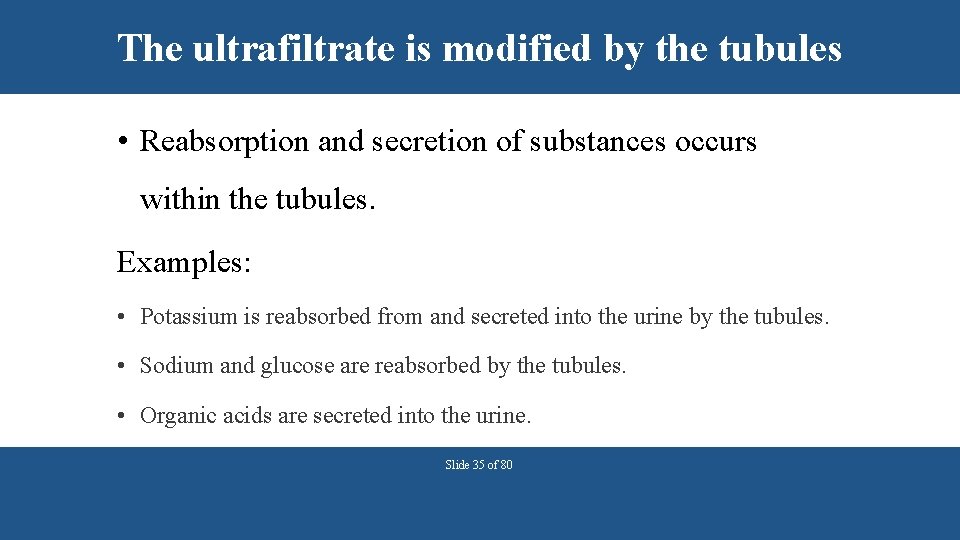 The ultrafiltrate is modified by the tubules • Reabsorption and secretion of substances occurs
