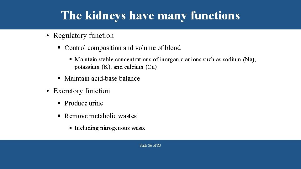 The kidneys have many functions • Regulatory function § Control composition and volume of