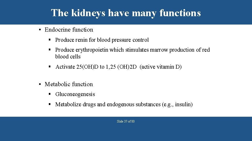 The kidneys have many functions • Endocrine function § Produce renin for blood pressure