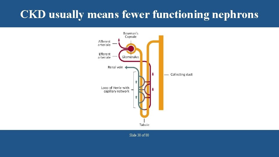 CKD usually means fewer functioning nephrons Slide 38 of 80 