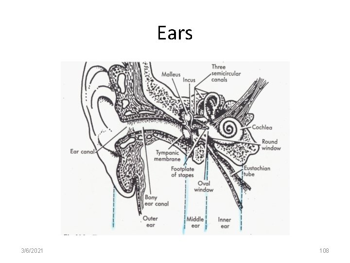 Ears 3/6/2021 108 