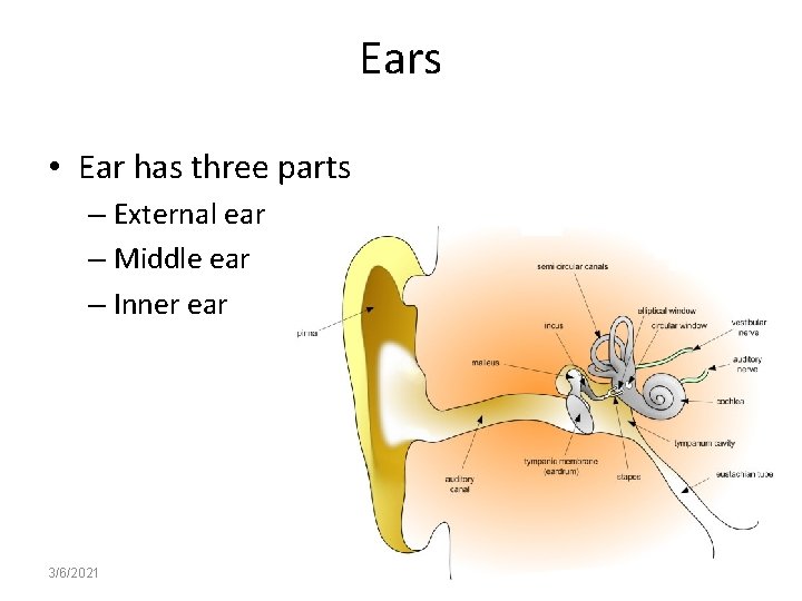 Ears • Ear has three parts – External ear – Middle ear – Inner