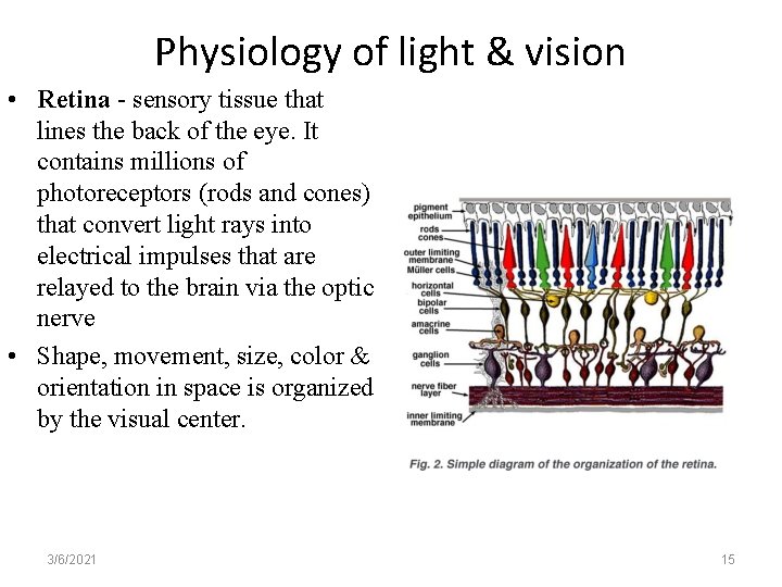 Physiology of light & vision • Retina - sensory tissue that lines the back