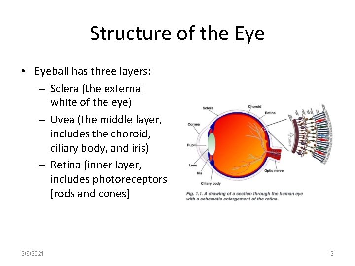 Structure of the Eye • Eyeball has three layers: – Sclera (the external white
