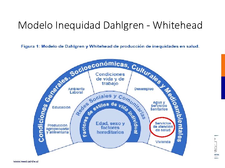 Modelo Inequidad Dahlgren - Whitehead www. med. uchile. cl Modelo Inequidad Dahlgren - Whitehead www. med. uchile. cl