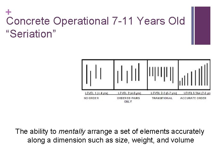 + Concrete Operational 7 -11 Years Old “Seriation” The ability to mentally arrange a