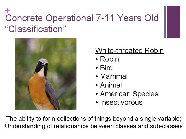 + Concrete Operational 7 -11 Years Old “Classification” White-throated Robin • Bird • Mammal