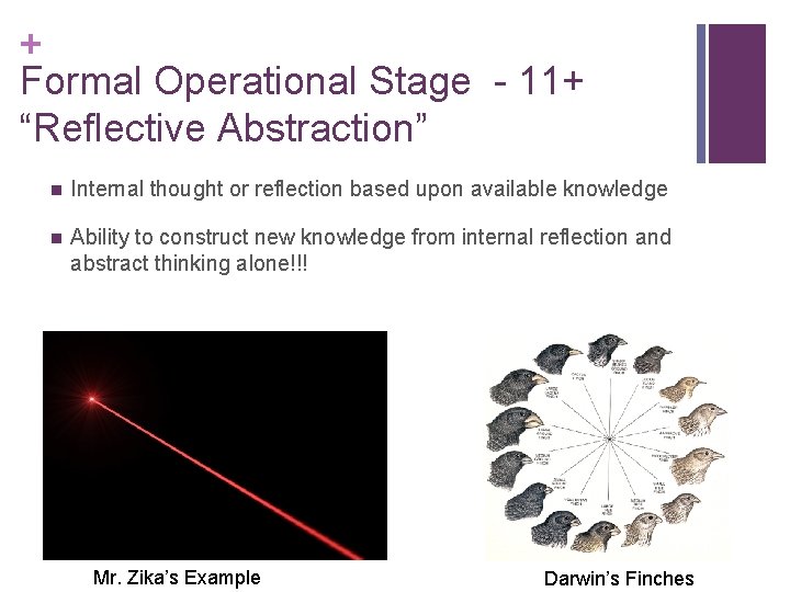 + Formal Operational Stage - 11+ “Reflective Abstraction” n Internal thought or reflection based