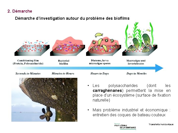 2. Démarche d’investigation autour du problème des biofilms • Les polysaccharides (dont les carraghénanes)