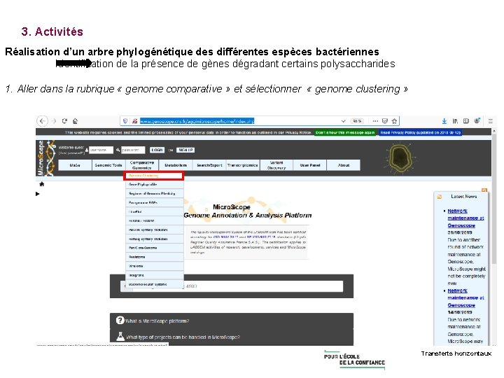 3. Activités Réalisation d’un arbre phylogénétique des différentes espèces bactériennes Identification de la présence