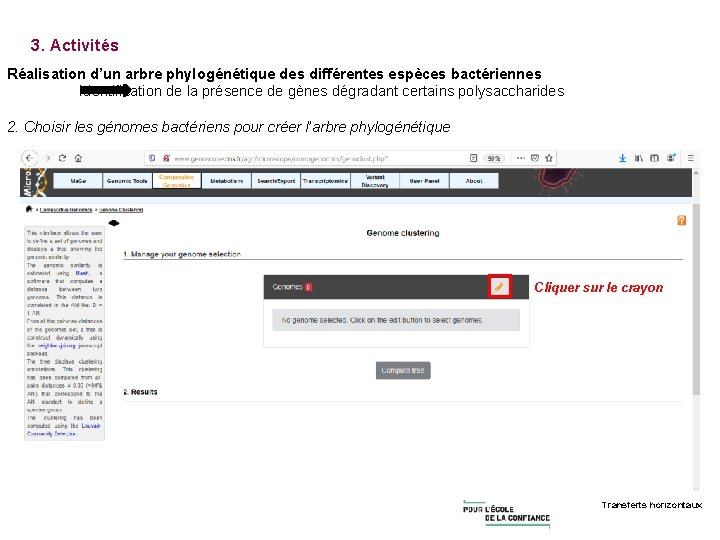 3. Activités Réalisation d’un arbre phylogénétique des différentes espèces bactériennes Identification de la présence