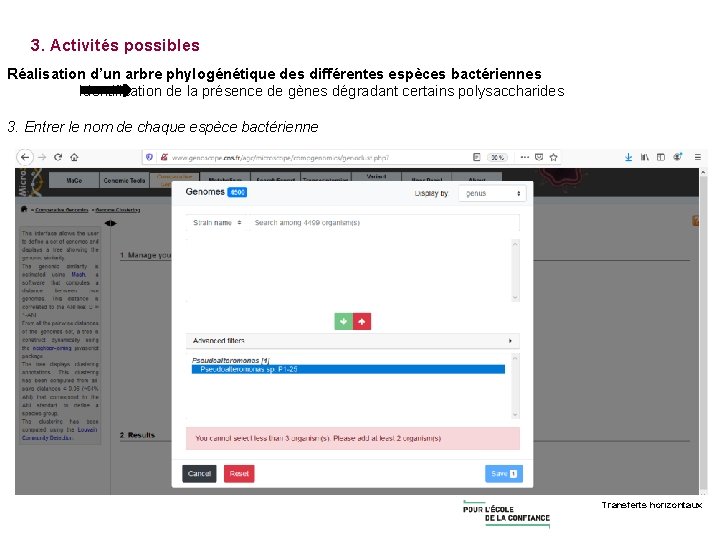 3. Activités possibles Réalisation d’un arbre phylogénétique des différentes espèces bactériennes Identification de la