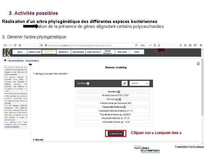 3. Activités possibles Réalisation d’un arbre phylogénétique des différentes espèces bactériennes Identification de la