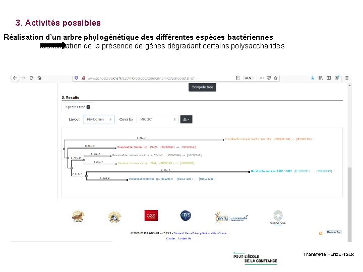 3. Activités possibles Réalisation d’un arbre phylogénétique des différentes espèces bactériennes Identification de la