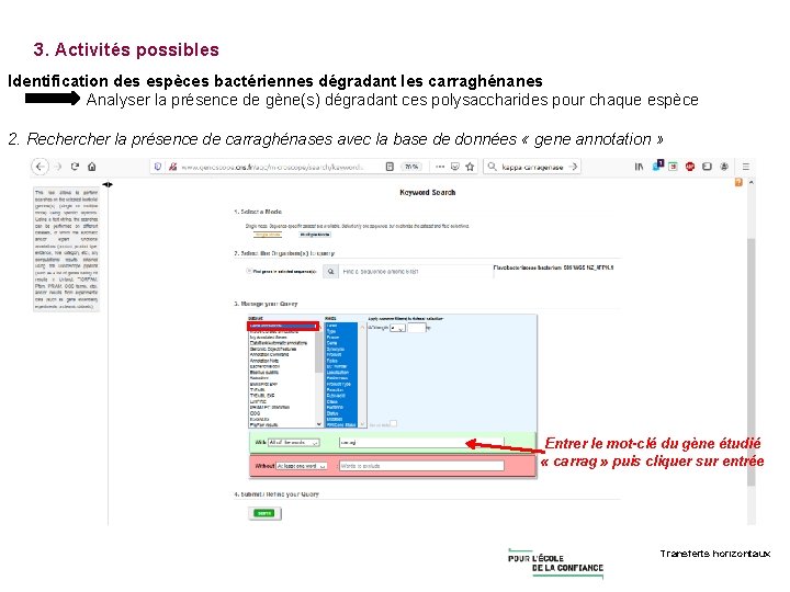 3. Activités possibles Identification des espèces bactériennes dégradant les carraghénanes Analyser la présence de