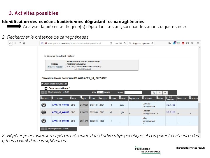 3. Activités possibles Identification des espèces bactériennes dégradant les carraghénanes Analyser la présence de