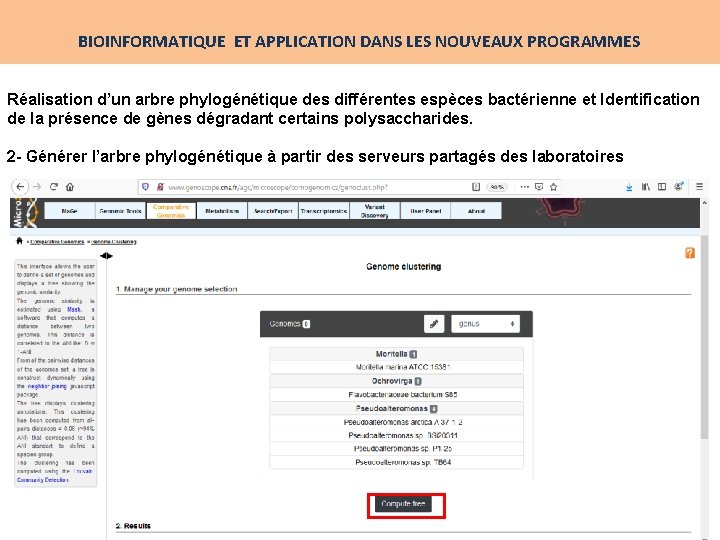 BIOINFORMATIQUE ET APPLICATION DANS LES NOUVEAUX PROGRAMMES Réalisation d’un arbre phylogénétique des différentes espèces