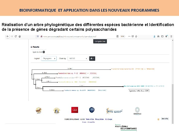 BIOINFORMATIQUE ET APPLICATION DANS LES NOUVEAUX PROGRAMMES Réalisation d’un arbre phylogénétique des différentes espèces
