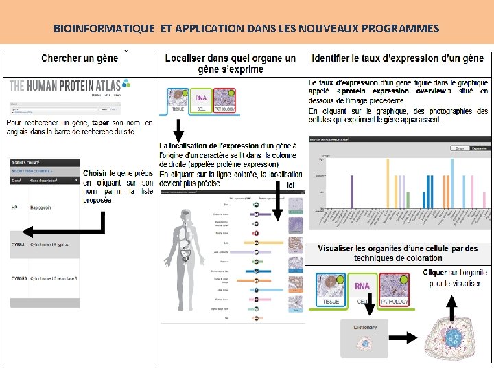 BIOINFORMATIQUE ET APPLICATION DANS LES NOUVEAUX PROGRAMMES 