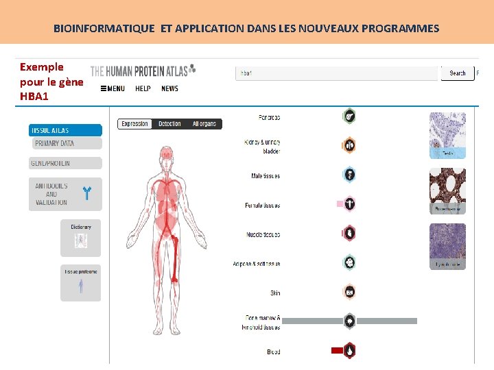 BIOINFORMATIQUE ET APPLICATION DANS LES NOUVEAUX PROGRAMMES Exemple pour le gène HBA 1 