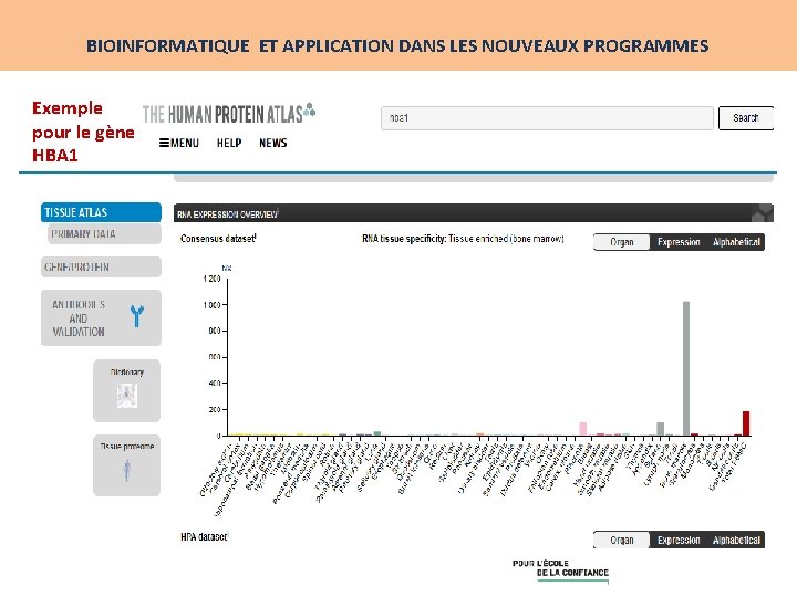 BIOINFORMATIQUE ET APPLICATION DANS LES NOUVEAUX PROGRAMMES Exemple pour le gène HBA 1 