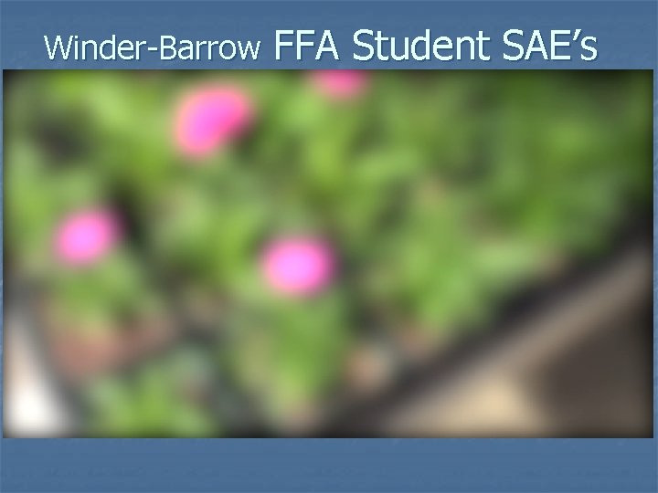 Winder-Barrow FFA Student SAE’s 