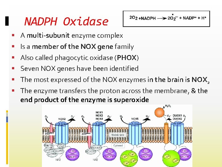 Review Article Mechanism of Oxidative Stress in Neurodegeneration