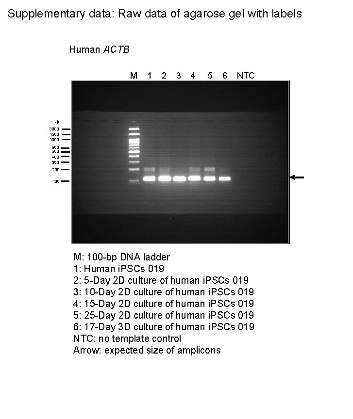 Supplementary data: Raw data of agarose gel with labels Human ACTB M 1 2