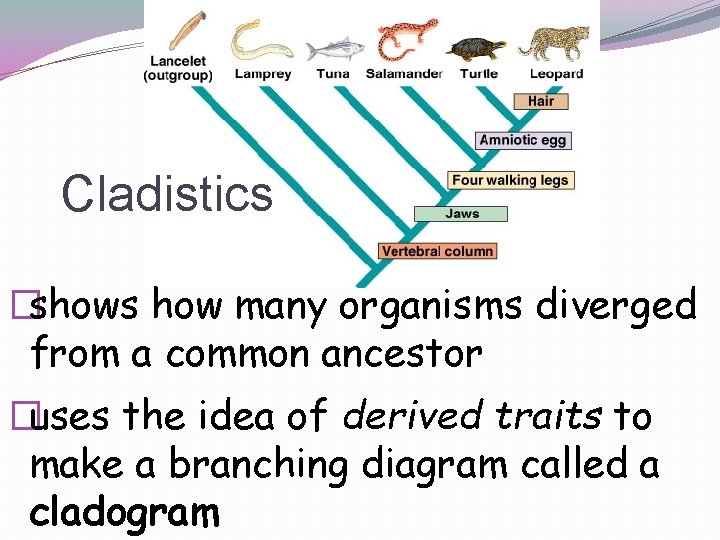 Cladistics �shows how many organisms diverged from a common ancestor �uses the idea of