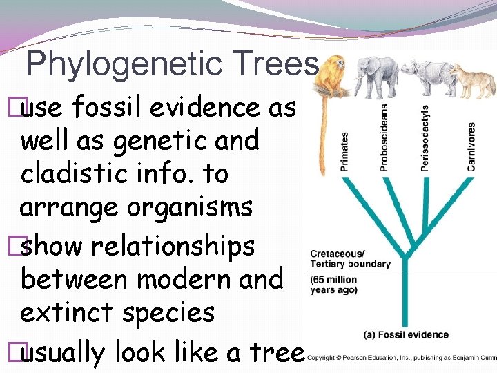 Phylogenetic Trees �use fossil evidence as well as genetic and cladistic info. to arrange