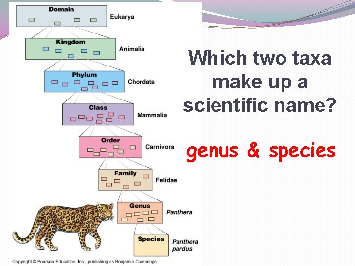 Which two taxa make up a scientific name? genus & species 