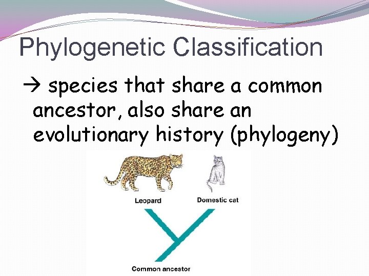 Phylogenetic Classification species that share a common ancestor, also share an evolutionary history (phylogeny)